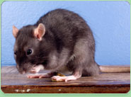 rat control Grantham